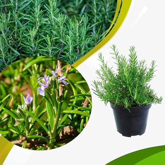Rosemary Live Plant – Perennial Herb – 4 Inch Pot – Indoor/Outdoor - Image 3