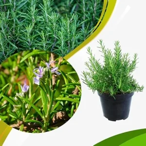 Rosemary Live Plant – Perennial Herb – 4 Inch Pot – Indoor/Outdoor - Image 1