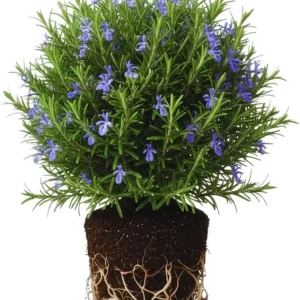 Rosemary Live Plants - 3-Pack Herb Starter Plants, 4-7 Inches Tall, Outdoor - Image 2