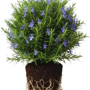 Rosemary Live Plants - 3-Pack Herb Starter Plants, 4-7 Inches Tall, Outdoor - Image 3