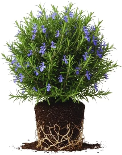 Rosemary Live Plants - 3-Pack Herb Starter Plants, 4-7 Inches Tall, Outdoor - Image 6