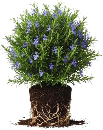 Rosemary Live Plants - 3-Pack Herb Starter Plants, 4-7 Inches Tall, Outdoor - Image 1