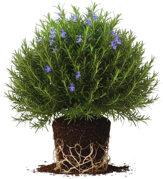 Rosemary Live Plants, Herb Plant, 4-7 inches Tall, Set of 3 - Image 2