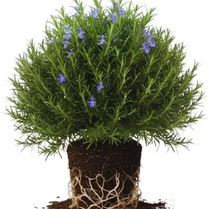 Rosemary Live Plants, Herb Plant, 4-7 inches Tall, Set of 3 - Image 4