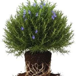 Rosemary Live Plants, Herb Plant, 4-7 inches Tall, Set of 3 - Image 7