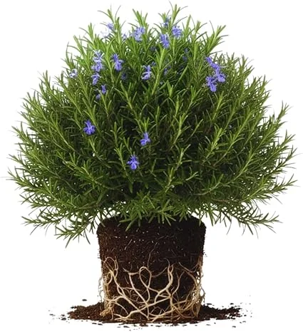 Rosemary Live Plants, Herb Plant, 4-7 inches Tall, Set of 3 - Image 1