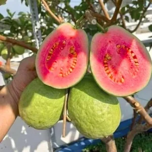 Ruby Guava Tree Live Plant, Grafted, 4 Ft Tall, Tropical Fruit, Zones 9-11 - Image 4