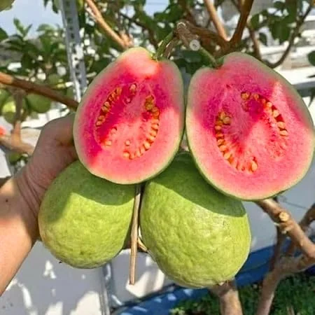 Ruby Guava Tree Live Plant, Grafted, 4 Ft Tall, Tropical Fruit, Zones 9-11 - Image 1