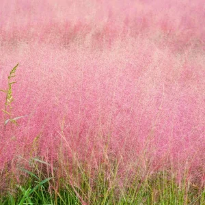 Ruby Muhly Grass Live Plant – Muhlenbergia Capillaris Ornamental Grass 5-8 Inch Tall - Image 1