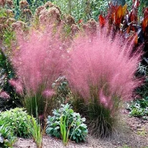 Ruby Muhly Grass Live Plant – Set of 2 Ornamental Grasses – 5-8 Inch Tall - Image 3