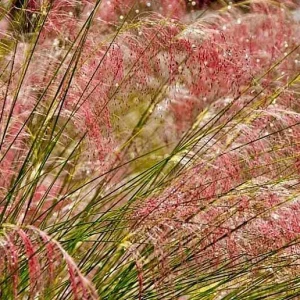 Ruby Muhly Grass Live Plant – Set of 2 Ornamental Grasses – 5-8 Inch Tall - Image 4
