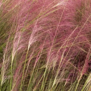 Ruby Muhly Grass Live Plant – Set of 2 Ornamental Grasses – 5-8 Inch Tall - Image 5