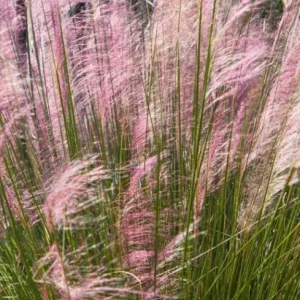 Ruby Muhly Grass Live Plant – Set of 2 Ornamental Grasses – 5-8 Inch Tall - Image 7