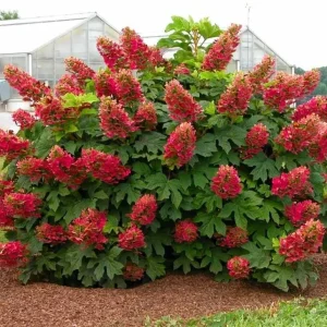 Ruby Slippers Oakleaf Hydrangea Live Plant – Perennial Shrub – 5-8 Inch Starter - Image 2