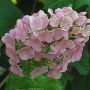 Ruby Slippers Oakleaf Hydrangea Live Plant – Perennial Shrub – 5-8 Inch Starter - Image 3