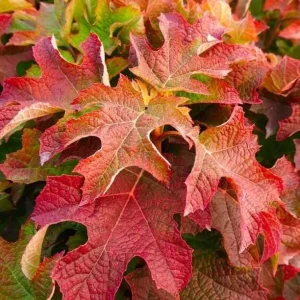 Ruby Slippers Oakleaf Hydrangea Live Plant – Perennial Shrub – 5-8 Inch Starter - Image 5