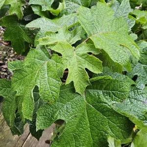 Ruby Slippers Oakleaf Hydrangea Live Plant – Perennial Shrub – 5-8 Inch Starter - Image 6