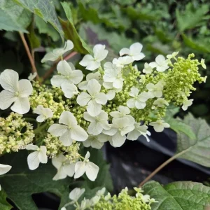 Ruby Slippers Oakleaf Hydrangea Live Plant – Perennial Shrub – 5-8 Inch Starter - Image 7