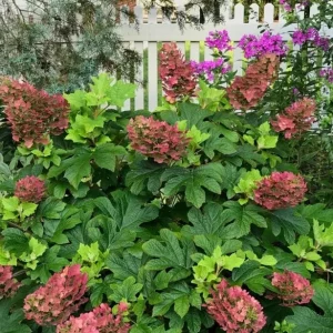 Ruby Slippers Oakleaf Hydrangea Live Plant – Perennial Shrub – 5-8 Inch Starter - Image 1