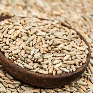 Rye Cover Crop Seeds - 3 Lb Bag, Fast-Growing Grass Seed for Lawns & Gardens, Outdoor - Image 1