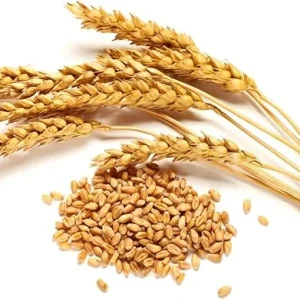 Rye Grass Seeds 2 lb Bag – Quick Growing Cover Crop & Lawn Seed - Image 5