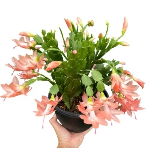 Salmon Holiday Cactus Live Plant - Christmas & Thanksgiving Cactus, 4-6