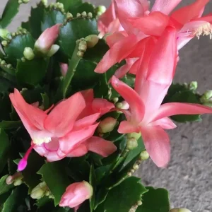 Salmon Holiday Cactus Live Plant - Christmas & Thanksgiving Cactus, 4-6