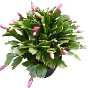 Salmon Holiday Cactus Live Plant - Christmas & Thanksgiving Cactus, 4-6
