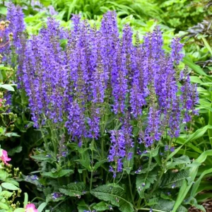 Salvia Live Plants - Set of 3 Mixed Perennial Flowers, 4-7" Tall for Garden - Image 2