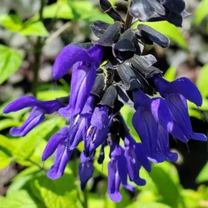 Salvia Live Plants - Set of 3 Mixed Perennial Flowers, 4-7
