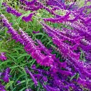 Salvia Live Plants - Set of 3 Mixed Perennial Flowers, 4-7