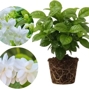Sambac Jasmine Live Plants - 2 Pack, Fragrant White Arabian Jasmine, 5-7'' Tall, Indoor/Outdoor - Image 7