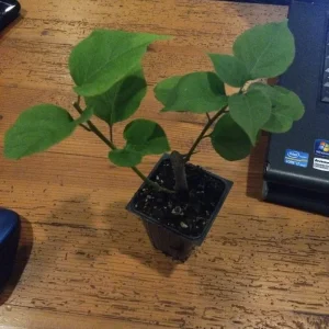 San Diego Red Bougainvillea Live Plant - Vibrant Red Climbing Vine, Rooted Cutting - Image 2