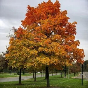 Sassafras Tree Live Plant – 6-12 Inch Tall, Quart Pot, Hardy Shade Tree - Image 5