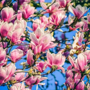 Saucer Magnolia Live Plants - Set of 2 Rooted Cuttings, 8-12 Inch Tall, Hardy Shrubs for Outdoor - Image 2