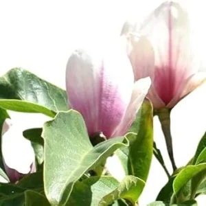 Saucer Magnolia Live Tree - 2 Ft Tall, Pink Blooms, Deciduous, Zones 5-9 - Image 2