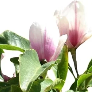 Saucer Magnolia Live Tree - 2 Ft Tall, Pink Blooms, Deciduous, Zones 5-9 - Image 5