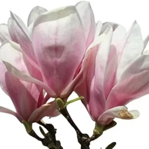 Saucer Magnolia Tree Live Plant 3 Ft Tall – Pink Oriental Magnolia Tulip Lily Tree - Image 1