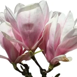 Saucer Magnolia Tree Live Plant 3 Ft Tall – Pink Oriental Magnolia Tulip Lily Tree - Image 4