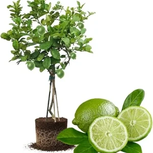 Seedless Lime Live Plant - 3 Ft Tall Fruit Tree in 5 Gallon Pot - Indoor/Outdoor - Image 2