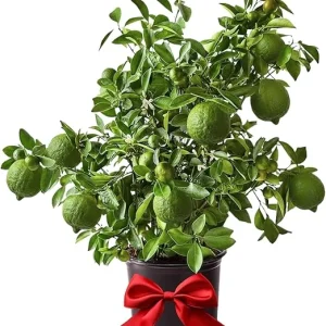 Seedless Lime Tree Live Plant – 3 ft Tall, 5 Gallon Pot – Outdoor Citrus for Zones 9-11 - Image 3