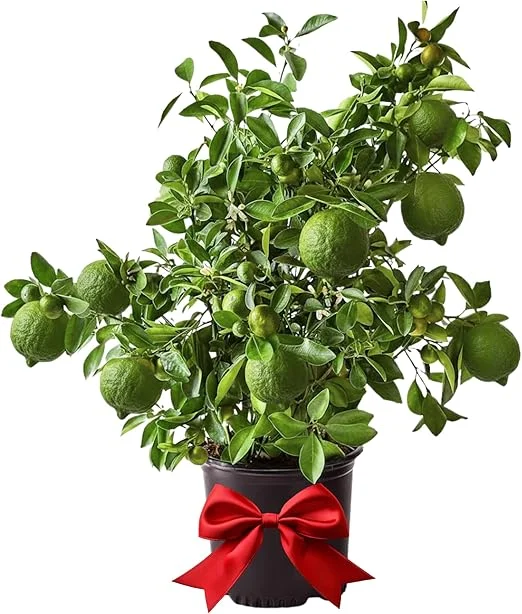 Seedless Lime Tree Live Plant – 3 ft Tall, 5 Gallon Pot – Outdoor Citrus for Zones 9-11 - Image 3
