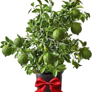 Seedless Lime Tree Live Plant – 3 ft Tall, 5 Gallon Pot – Outdoor Citrus for Zones 9-11 - Image 1
