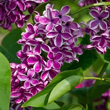 Sensation Lilac Live Plant, Fragrant Flower, 4 to 8 Inch Tall, Outdoor Shrub - Image 5