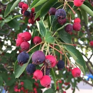 Serviceberry Live Plant - Quart Pot, 6-12 Inches Tall, Perennial Fruit Tree - Image 2