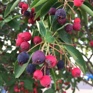 Serviceberry Live Plant - Quart Pot, 6-12 Inches Tall, Perennial Fruit Tree - Image 6