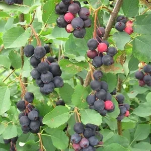 Serviceberry Tree Live Plant – 12-18 Inch Tall, Quart Pot, Hardy Berry - Image 3