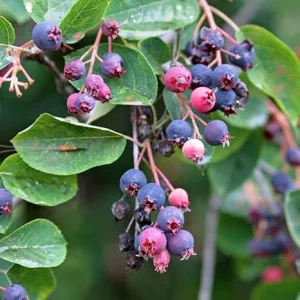 Serviceberry Tree Live Plant - 12-18 Inches, Well Rooted, Deciduous, Outdoor - Image 1