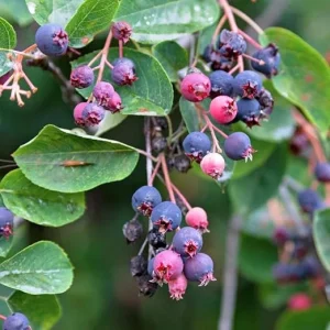 Serviceberry Tree Live Plant - 12-18 Inches, Well Rooted, Deciduous, Outdoor - Image 2