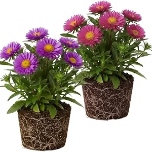 Set of 2 Aster Live Plants, Multicolor Perennial, 5-7" Tall, Indoor/Outdoor - Image 2